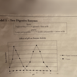 Enzymes and cellular regulation pogil