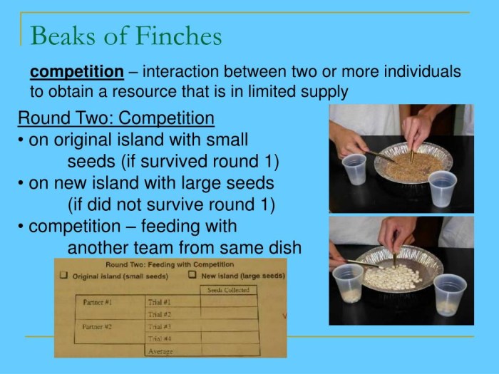 Beaks of finches lab answer key