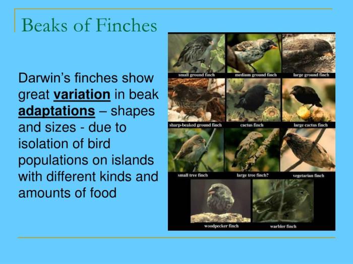 Beaks of finches lab answer key