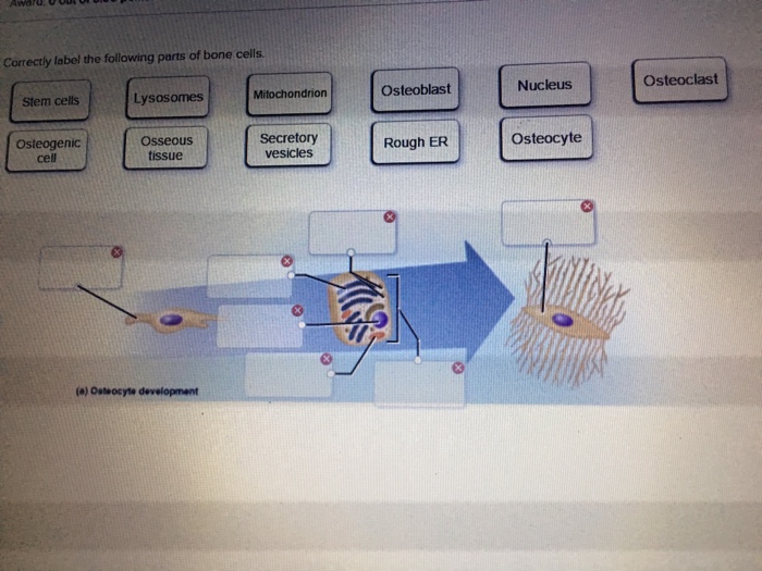 Identifying osteoclasts correctly solved