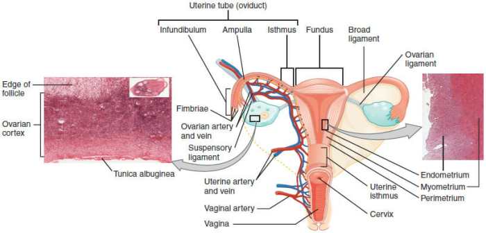 Identify the highlighted structure of the uterine tube.