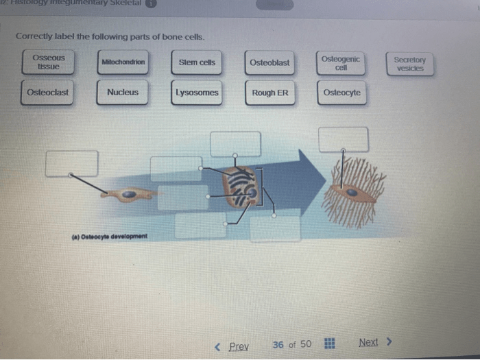 Correctly label the following parts of bone cells.