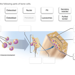 Correctly label the following parts of bone cells.