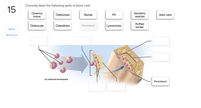 Correctly label the following parts of bone cells.